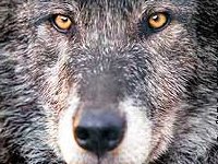 Don't Cry Wolf!