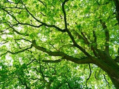 Worshipping the green that really does grow on trees