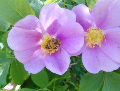 Alberta wild roses