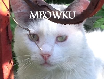 Meowku Cover