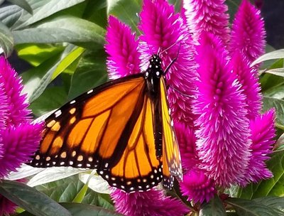 Butterfly on Celosia!