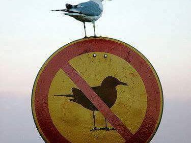 f#@k rules