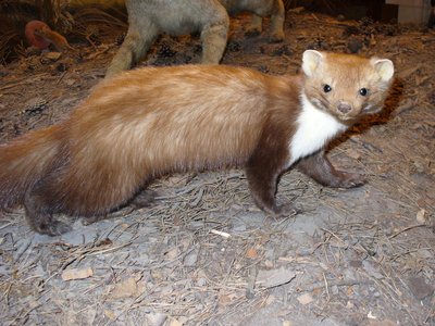CERN. - Mounted Beech Marten