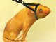 Dogfish63