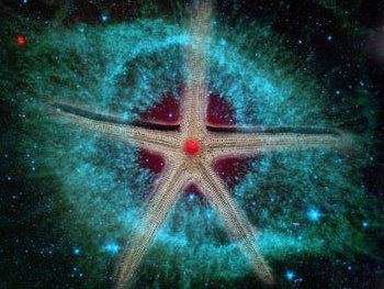 AMOEBA STARFISH photo