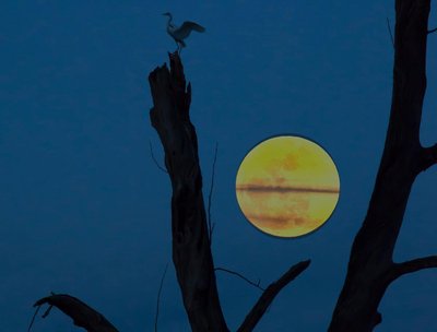 Steve Tichenor photo