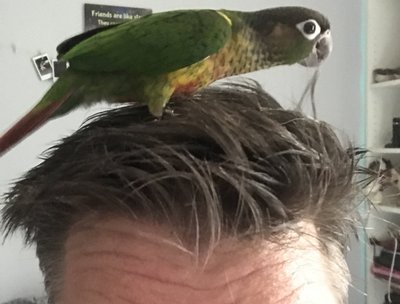 Squeaky Bird!