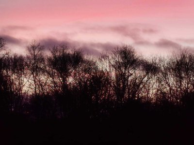 Joe Figg photo