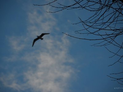 greyVision photo
