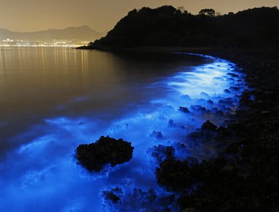 a cool phenomenon - bioluminescent algae bloom