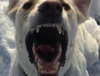 Harley TuPaws