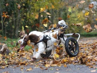 Dog-Attitude