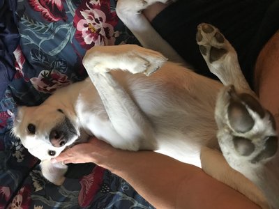 Harley TuPaws