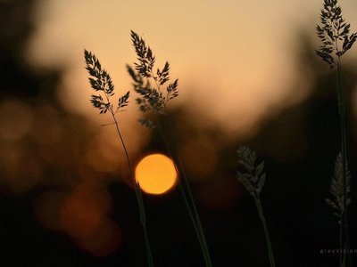 greyVision photo