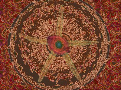 AMOEBA STARFISH photo