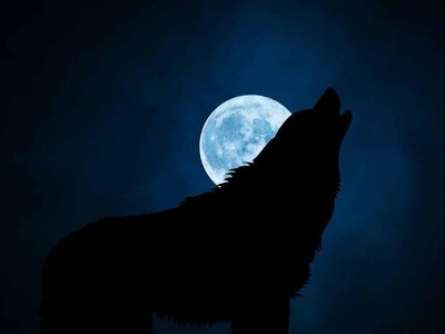 Wolf