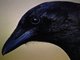 Raven Club Logo