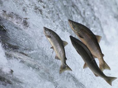 Swimming Upstream