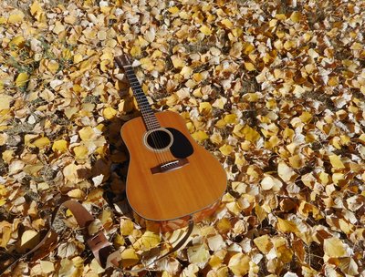 Martin in fall