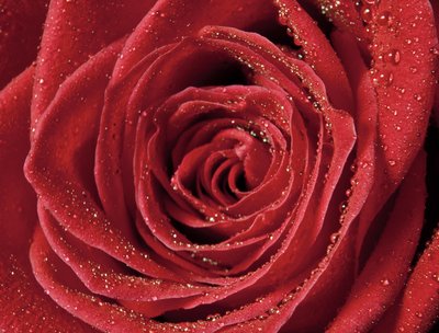 Life is like a flower--beautiful, but fragile when we are disconnected.