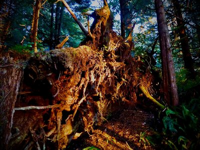 Green point Beach, Vancouver Island. Roger Bruderlin