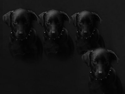 Underdog photo