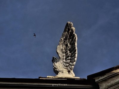 greyVision photo
