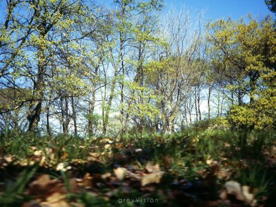 greyVision photo