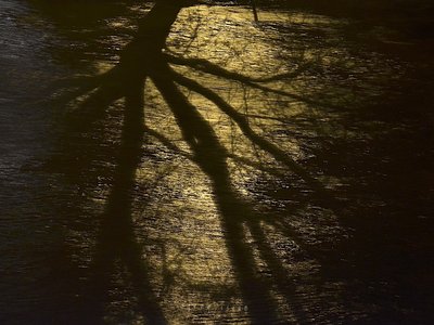 greyVision photo