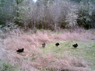 Vultures 