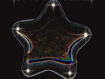 AMOEBA STARFISH photo