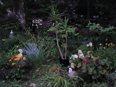 Night Garden