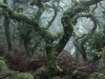 Secrets  of the Trees 3