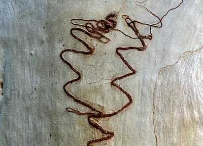 Scribbly Gum 