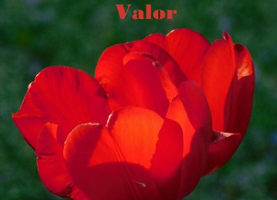 Valor single cover