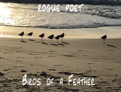 Our newest release, Birds of a Feather!