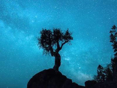 Little Cedar Spirit tree