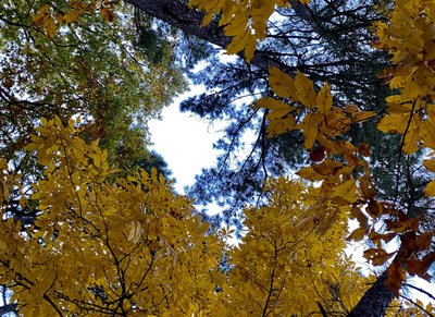 Debbie Kauble photo