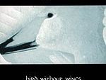 Bird without wings