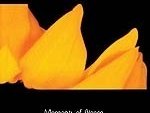 Moments of Bloom