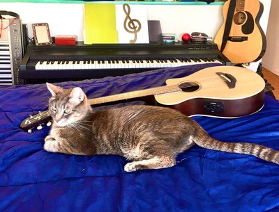 Baby Cat most of my instruments -SAs