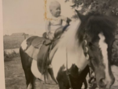 HoffHorse
