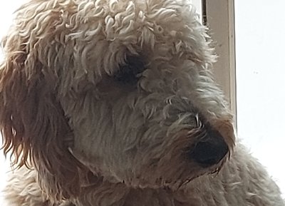 The Turnups photo