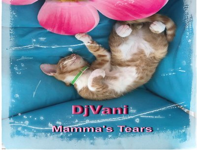 DJVANI photo