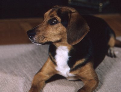 Underdog photo