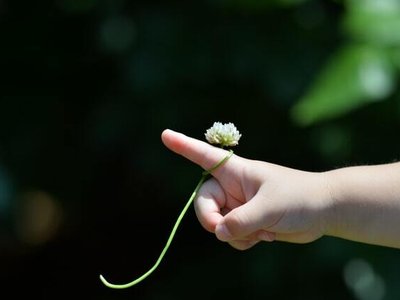 The Flower