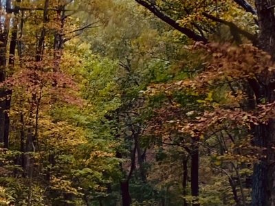 Debbie Kauble photo