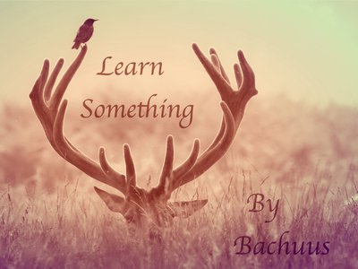 BACHUUS photo