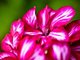 Pretty as Pink