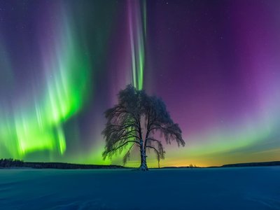 Tony Cardo photo